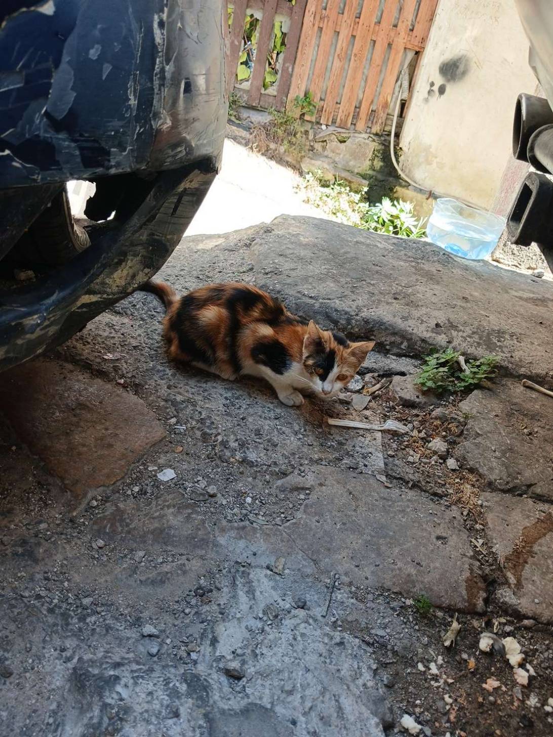 Lily, a cat found on Chonk Finder