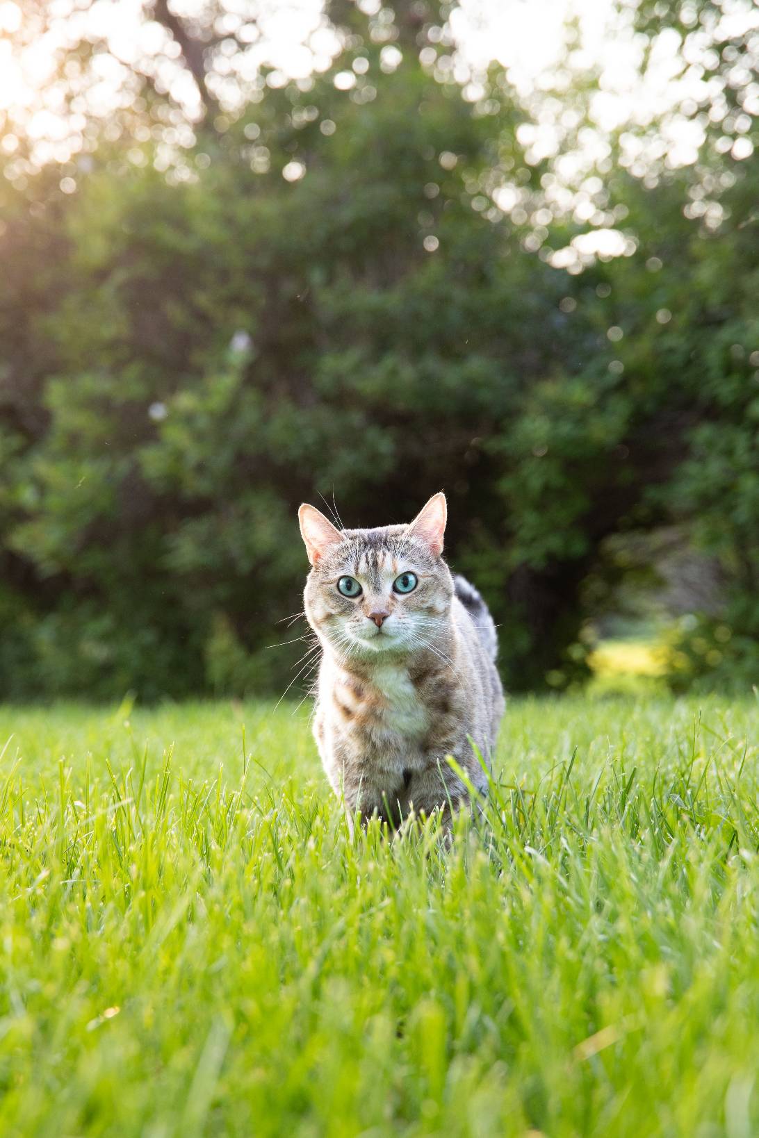 Rory, a cat found on Chonk Finder