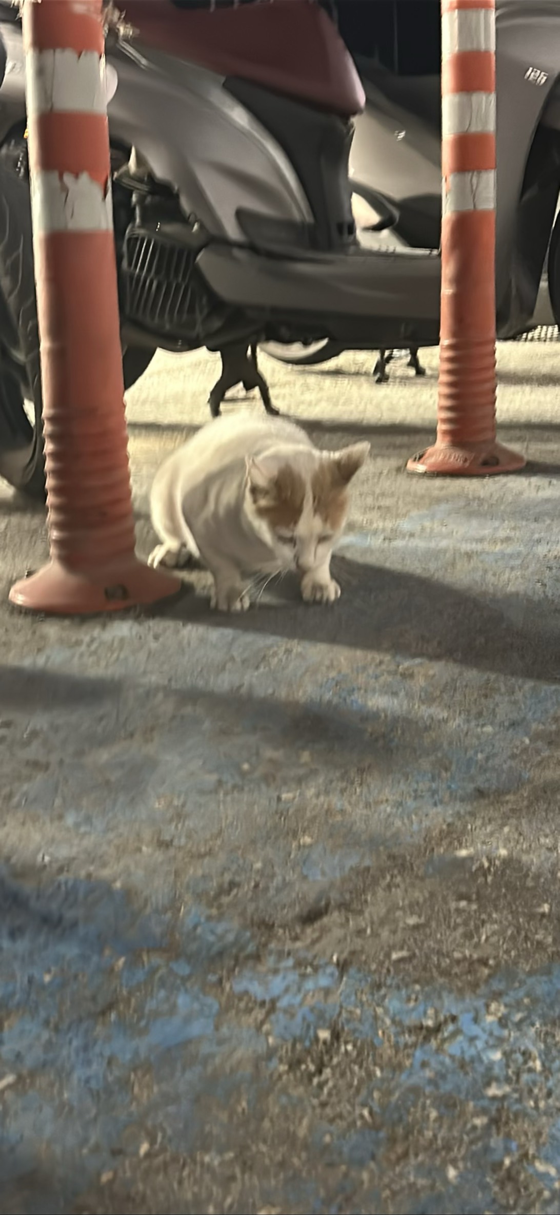 Barfsalot, a cat found on Chonk Finder