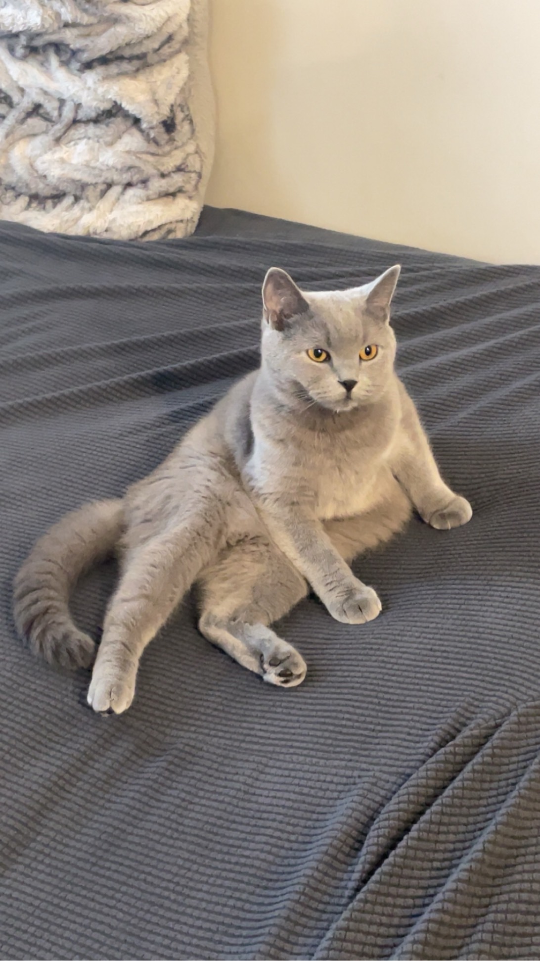 Stormzy, a cat found on Chonk Finder