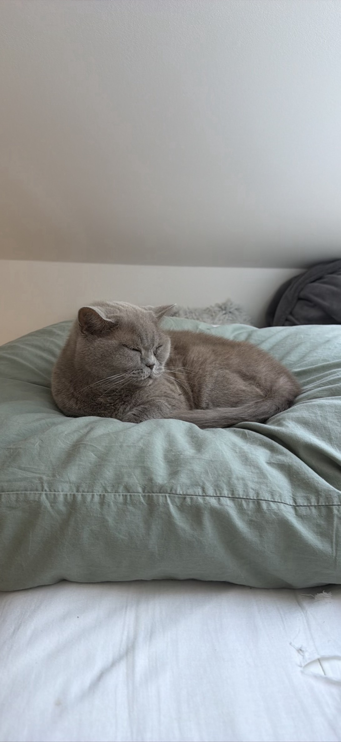 Bižba, a cat found on Chonk Finder