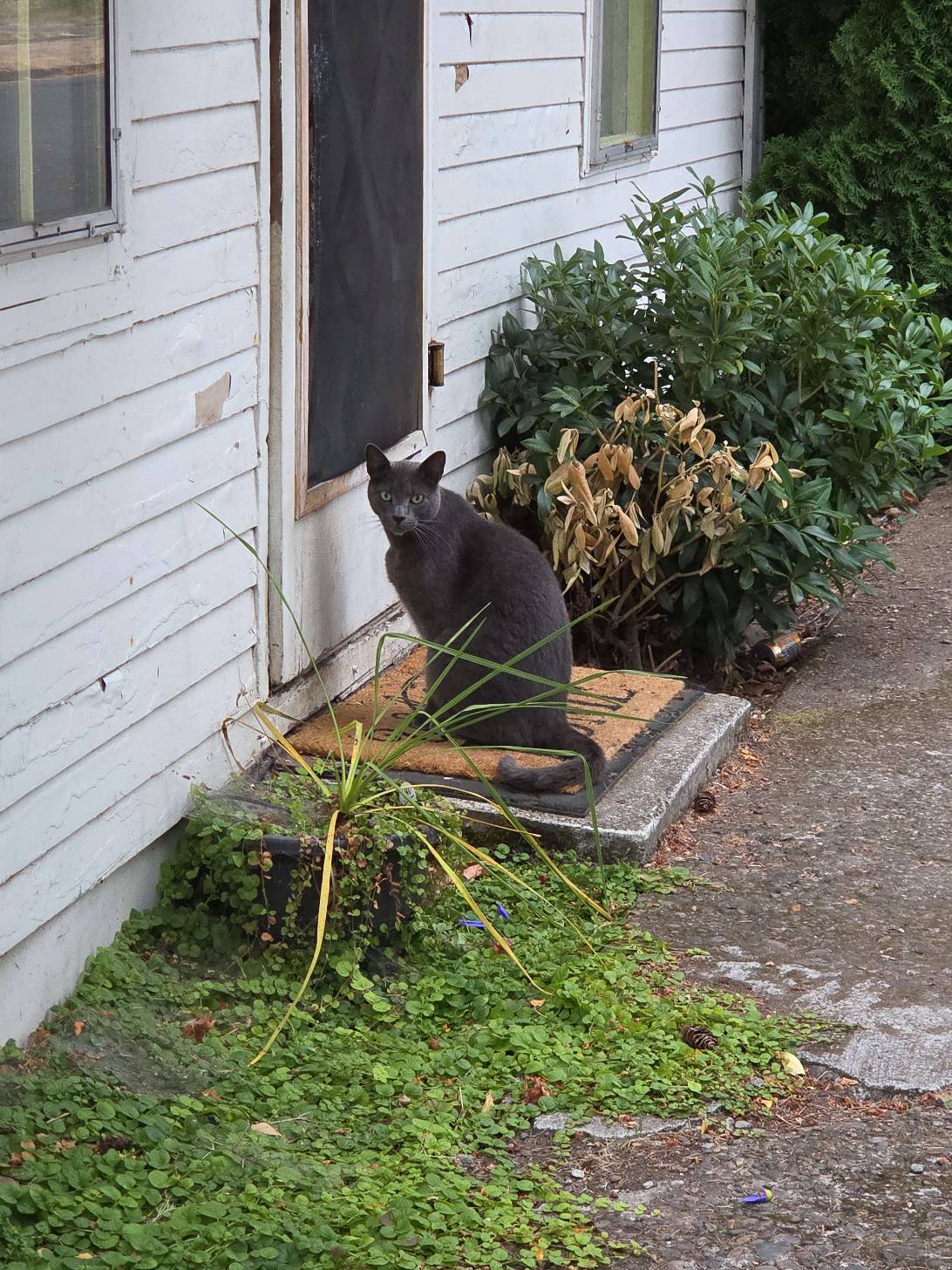 Dorian, a cat found on Chonk Finder