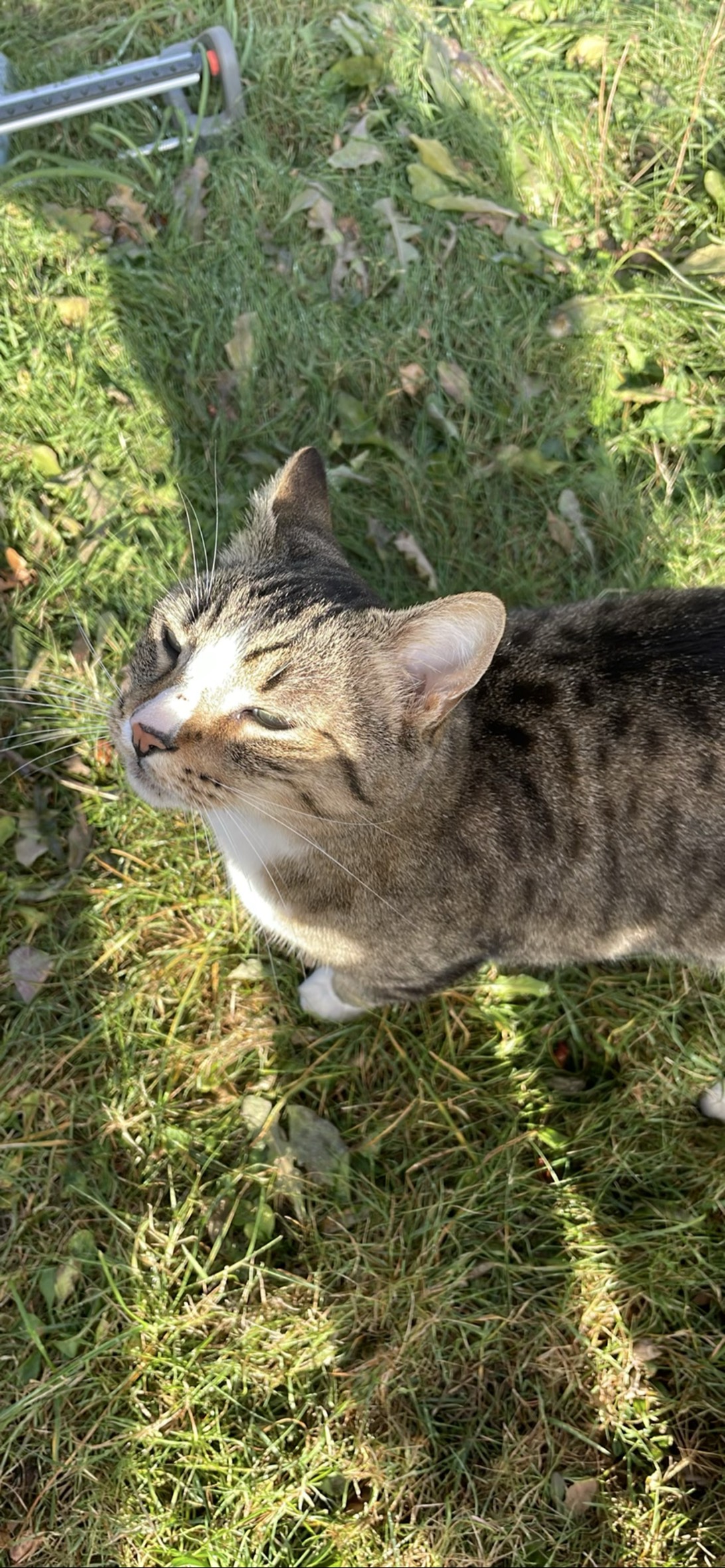 Joey, a cat found on Chonk Finder