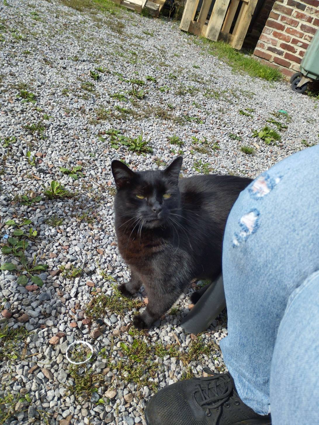Noirou, a cat found on Chonk Finder