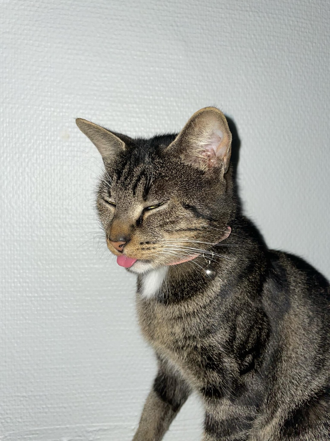 Luna, a cat found on Chonk Finder