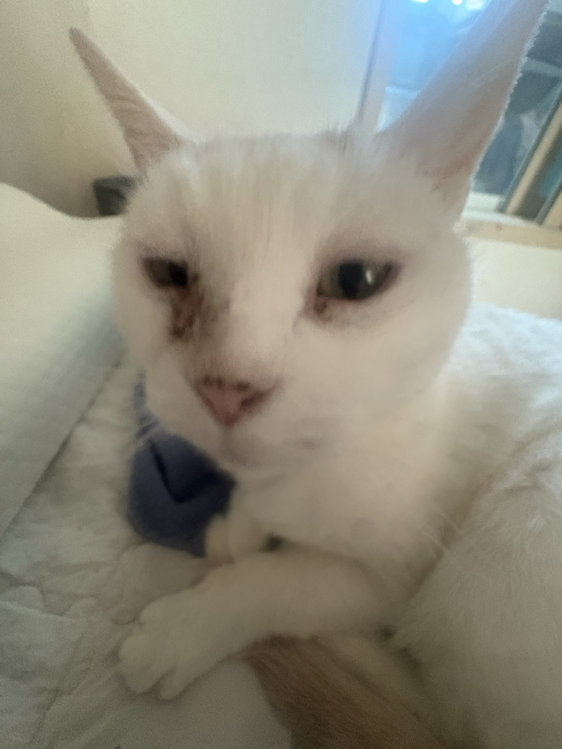 Jimin, a cat found on Chonk Finder