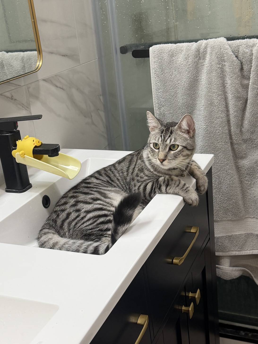 Mochi, a cat found on Chonk Finder