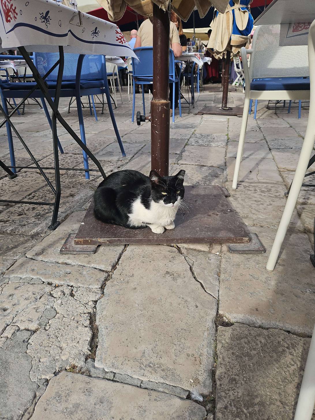 Sir Arthur Dayne, a cat found on Chonk Finder
