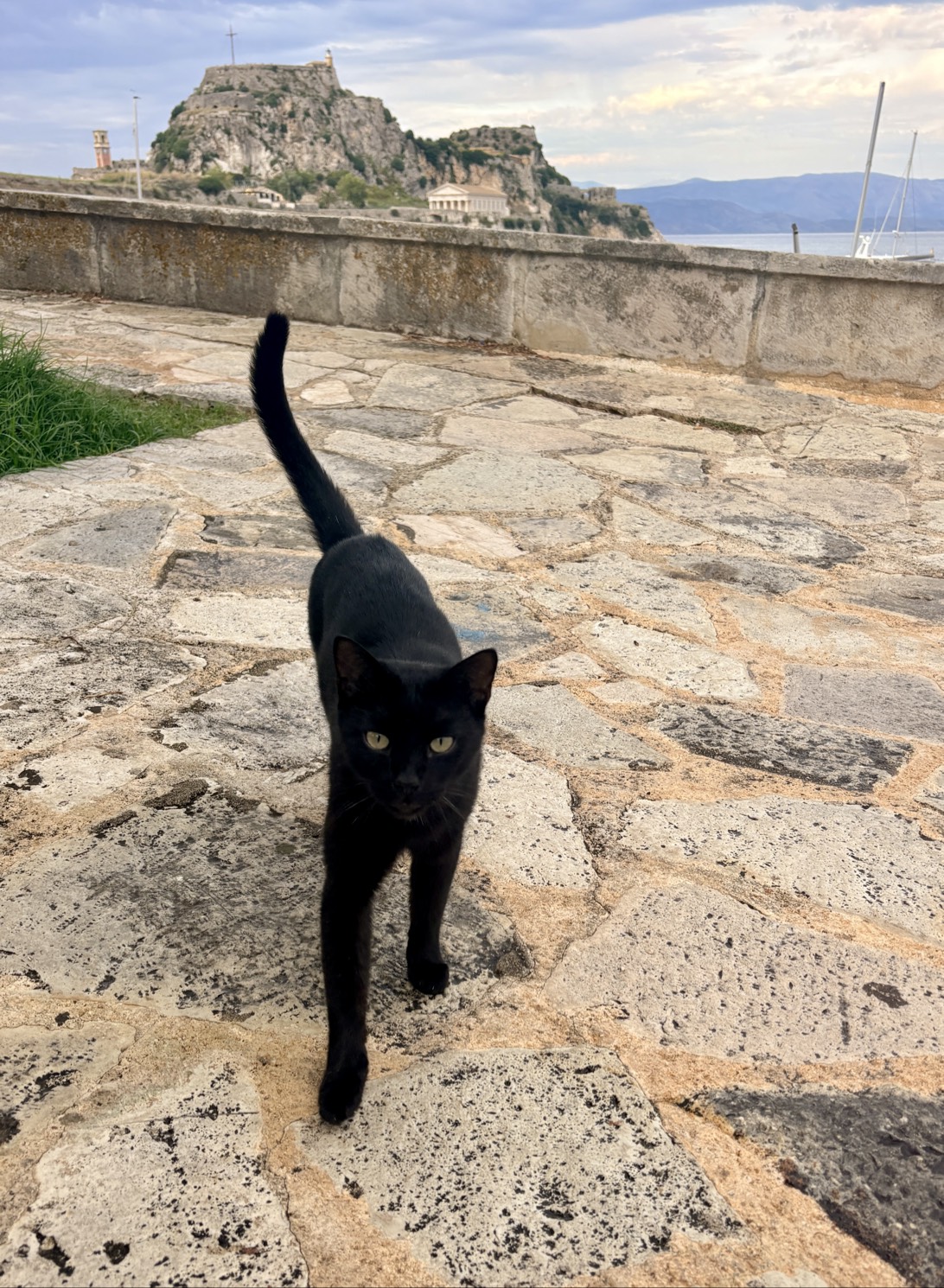 Mavrikios, a cat found on Chonk Finder