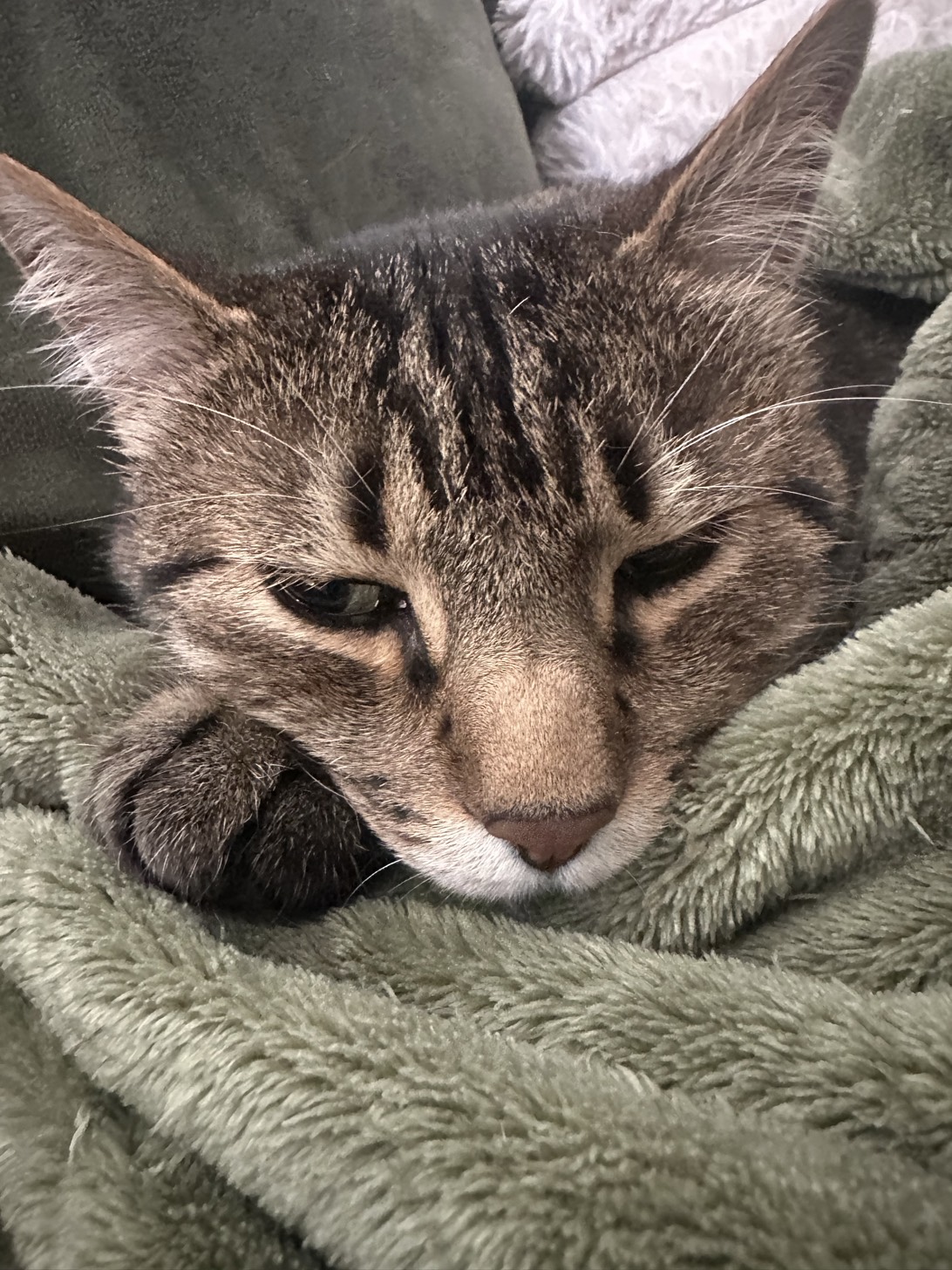 Charlie, a cat found on Chonk Finder