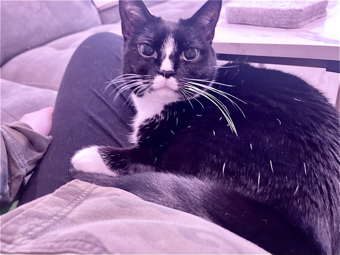 Ma’am, a cat found on Chonk Finder