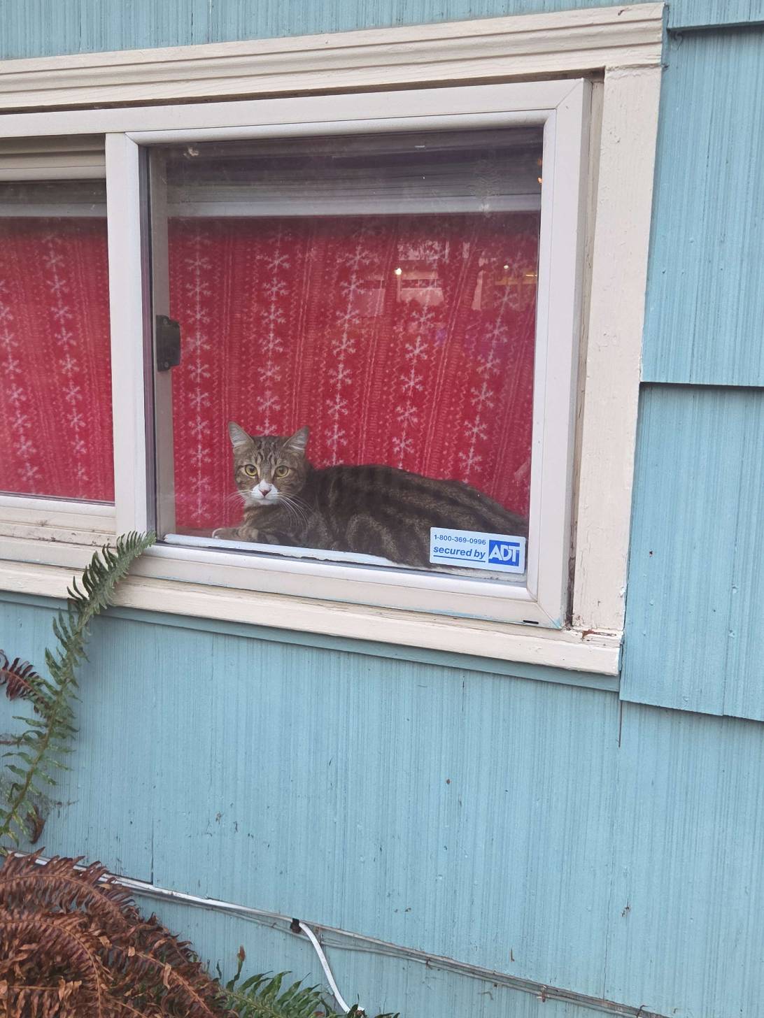 Cinnamon, a cat found on Chonk Finder