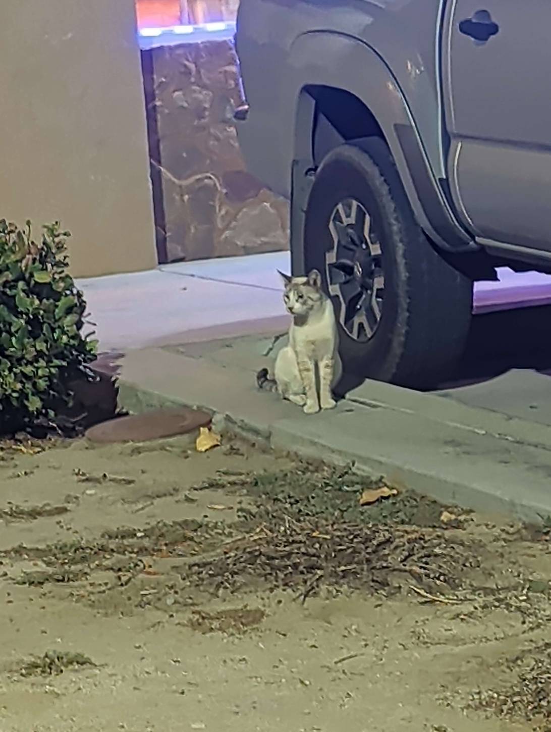 Mimi, a cat found on Chonk Finder