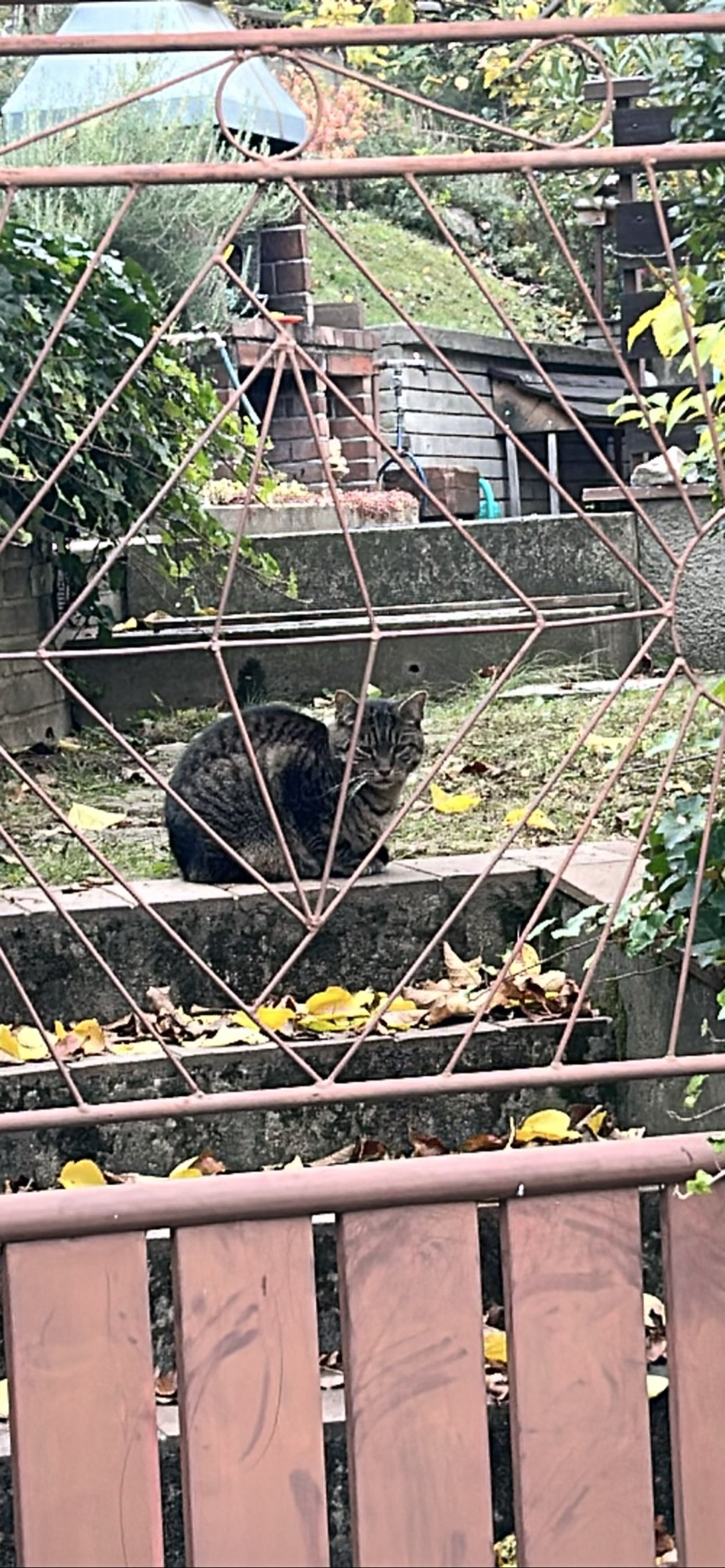 Wolverine, a cat found on Chonk Finder
