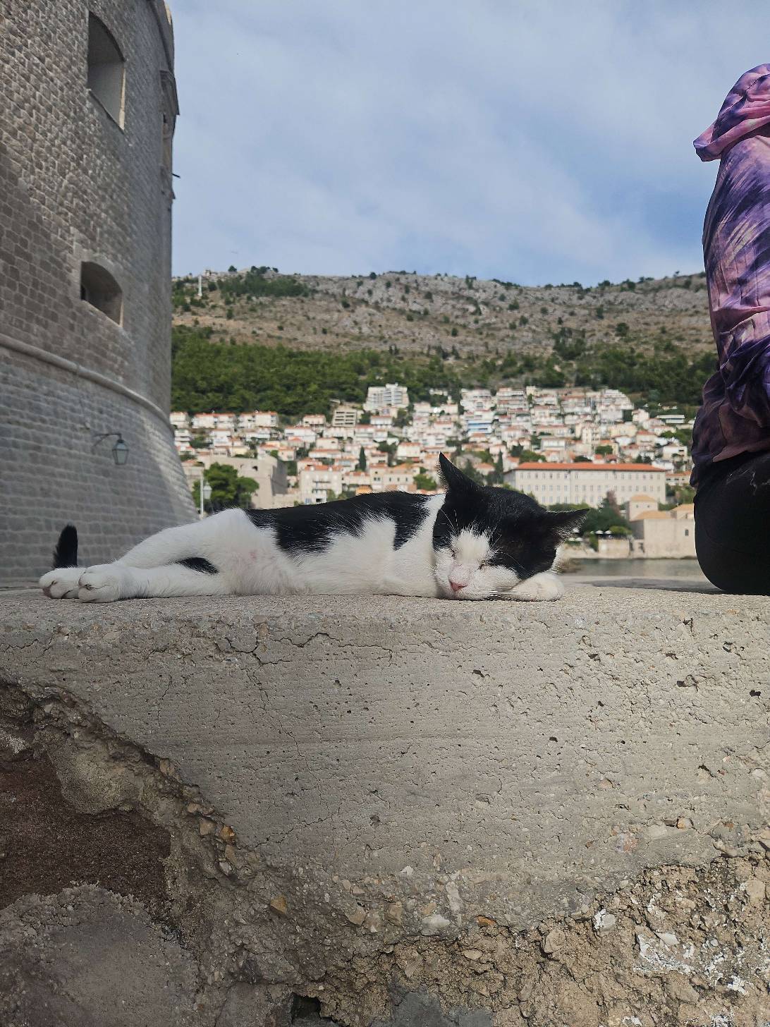 Ser Barristan Selmy, a cat found on Chonk Finder
