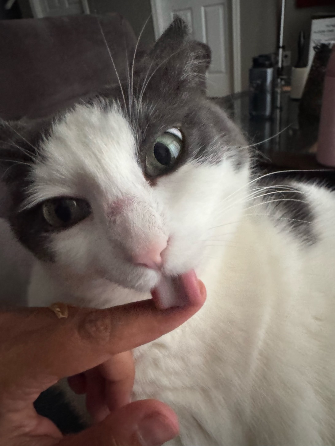 Luna, a cat found on Chonk Finder