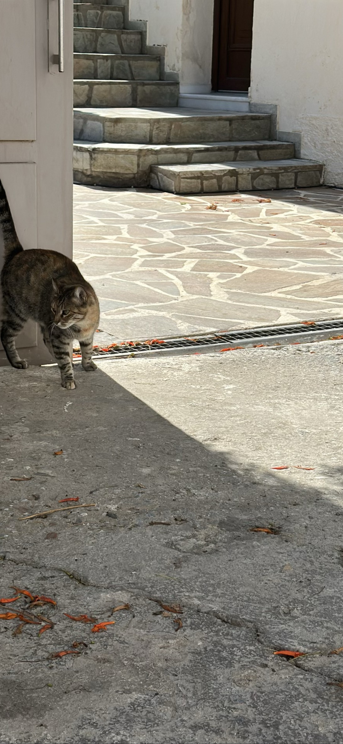 Mama, a cat found on Chonk Finder