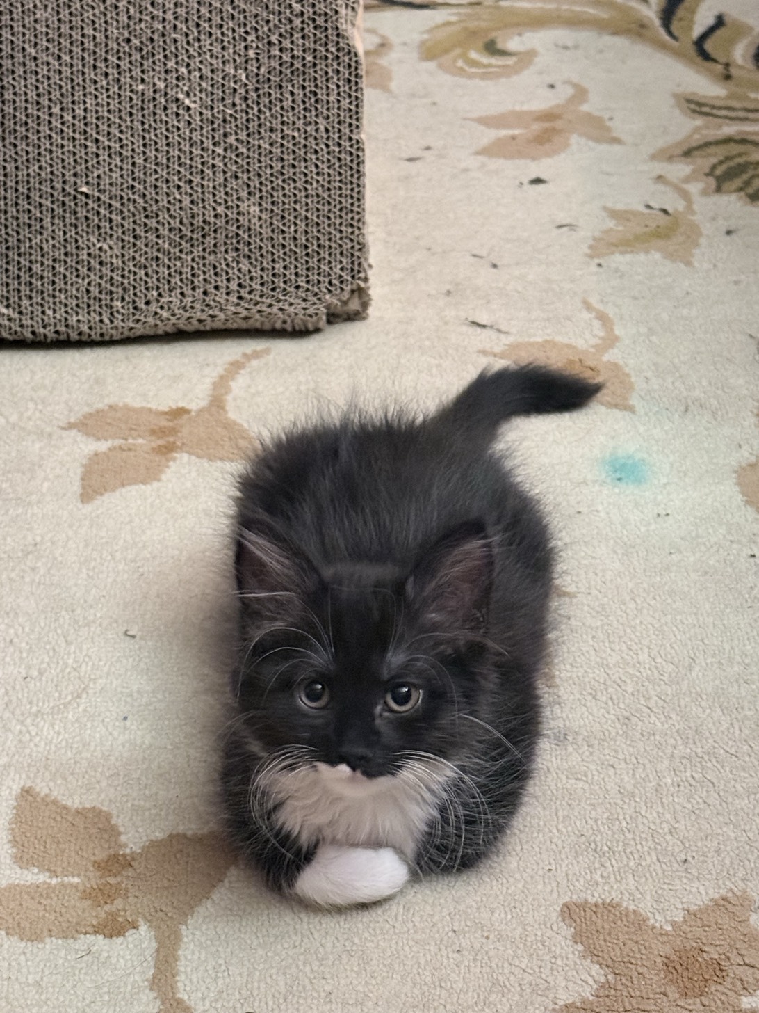 Ernesto, a cat found on Chonk Finder