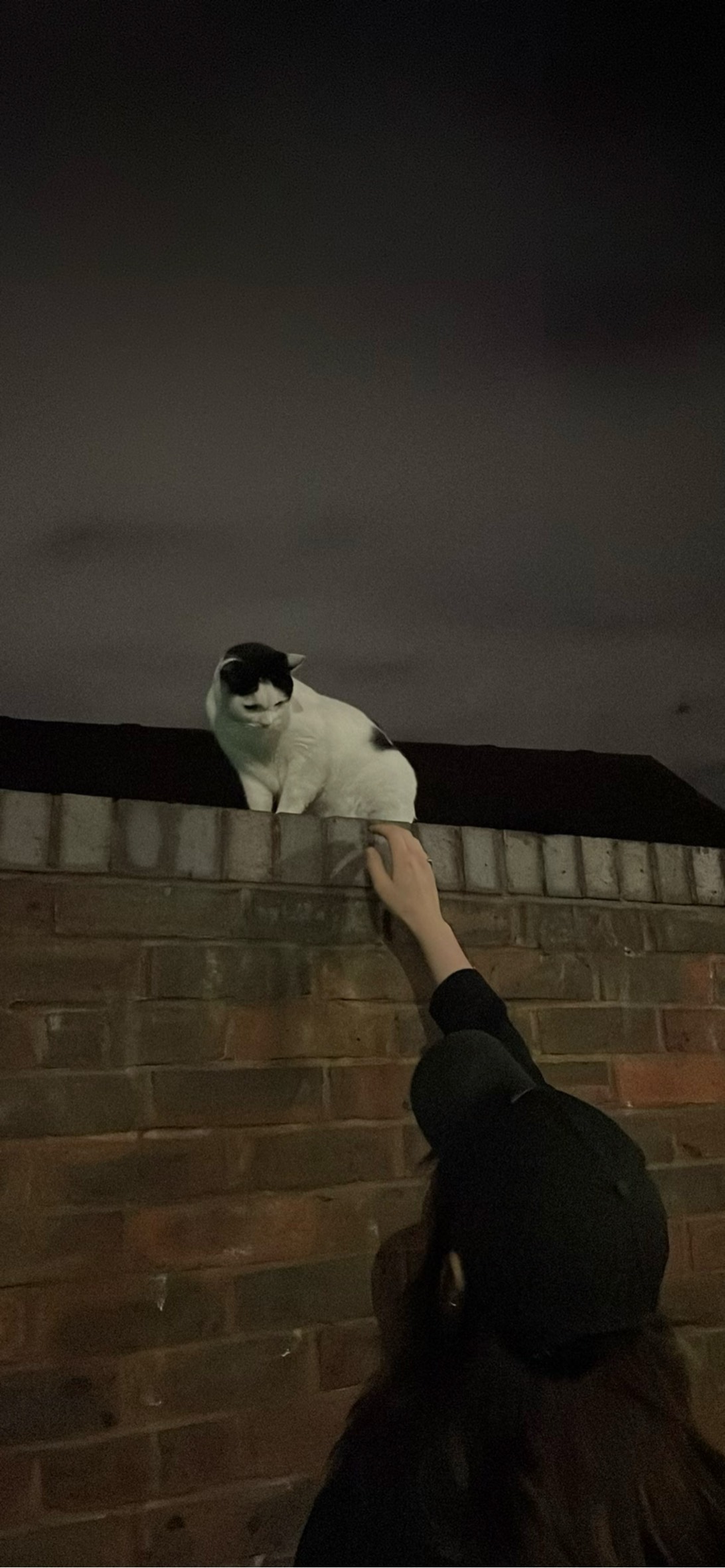 Rampart, a cat found on Chonk Finder