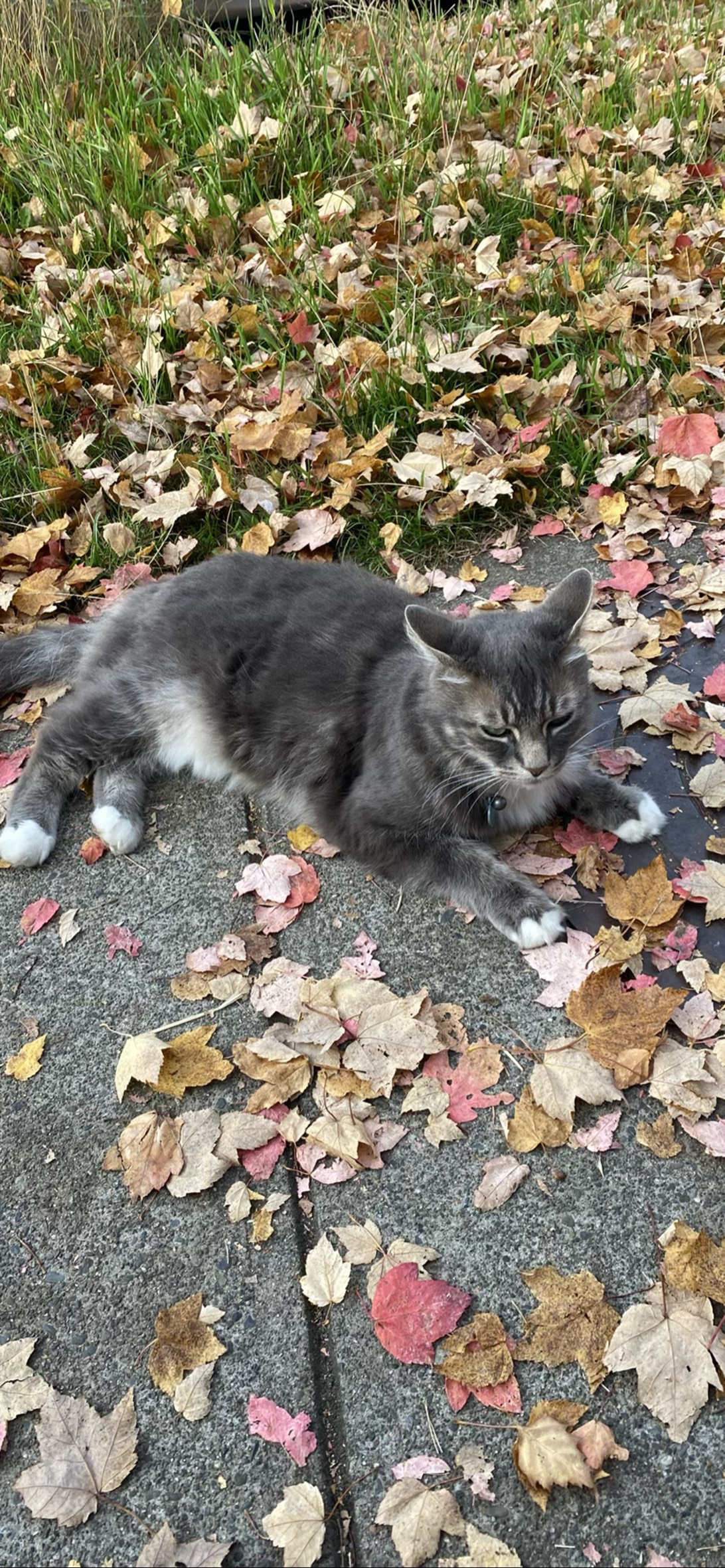 Moby, a cat found on Chonk Finder