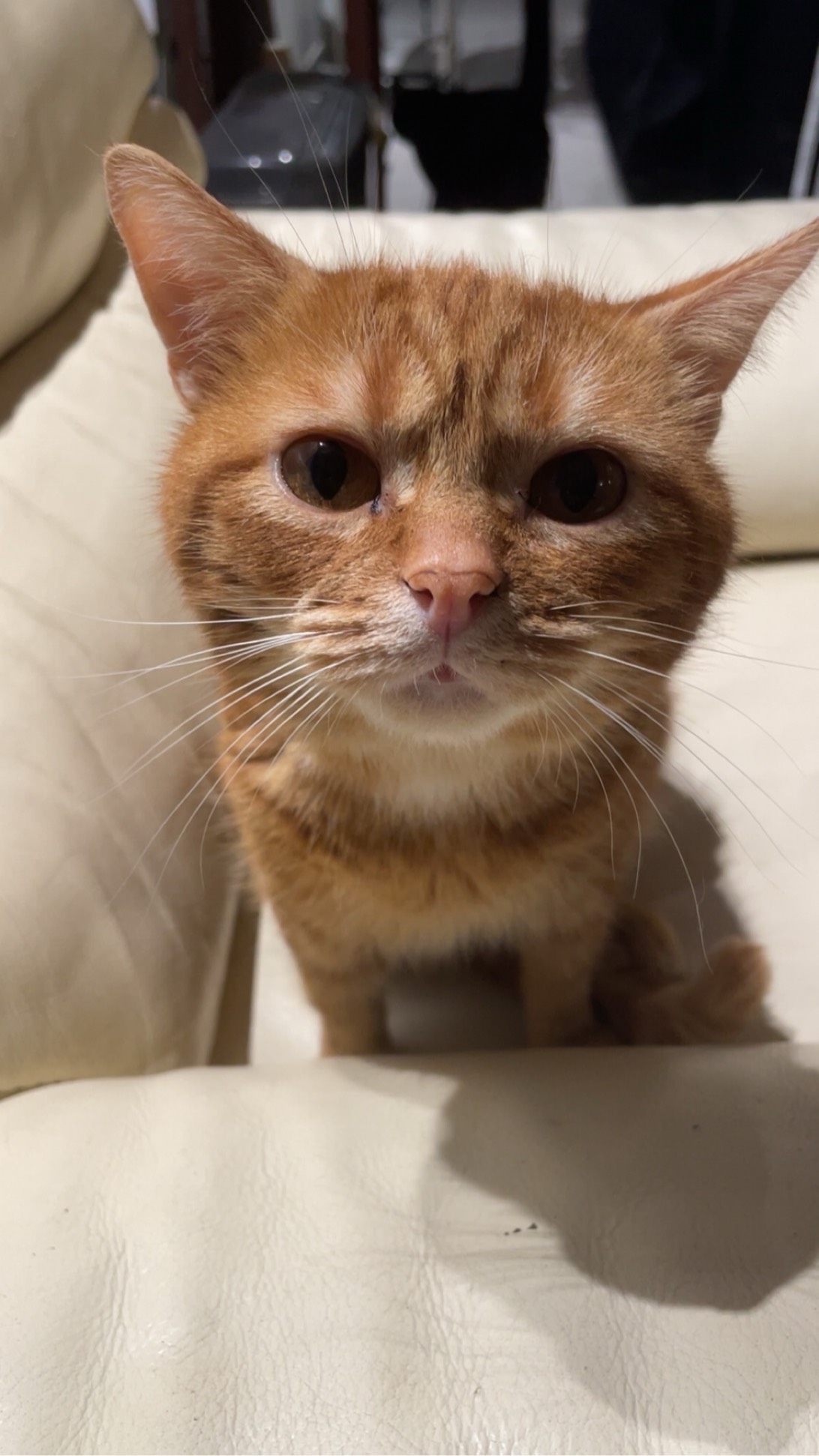 Shanks alias tulipe, a cat found on Chonk Finder