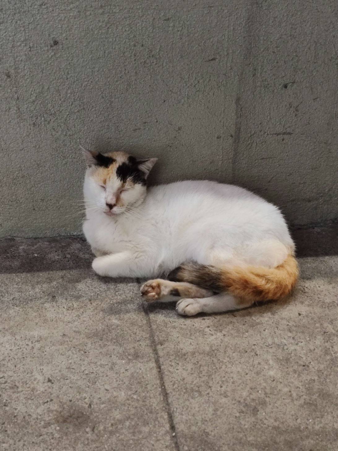 Sleppangk, a cat found on Chonk Finder