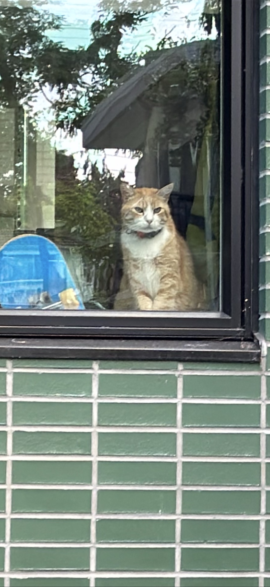 Marmelade Watcher, a cat found on Chonk Finder