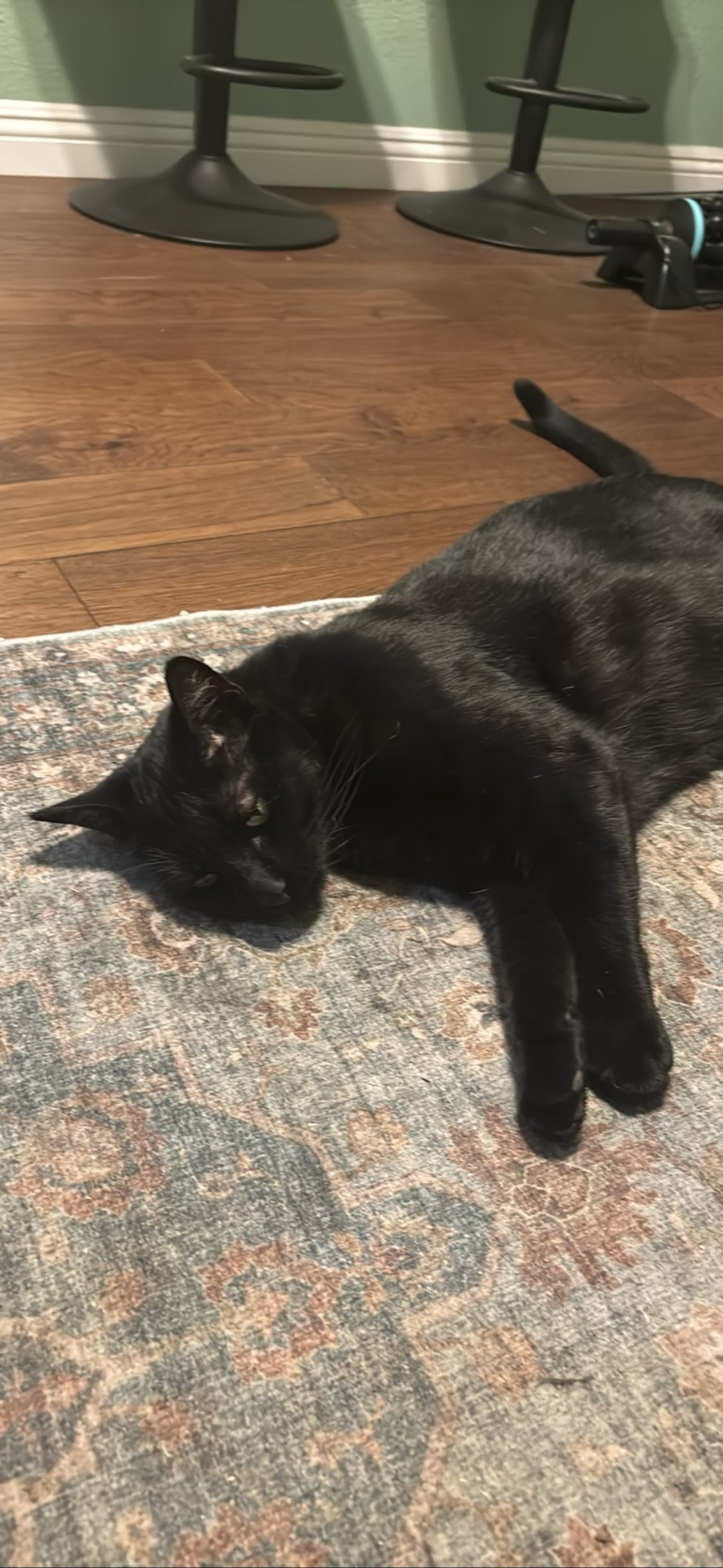 Choco Cat, a cat found on Chonk Finder