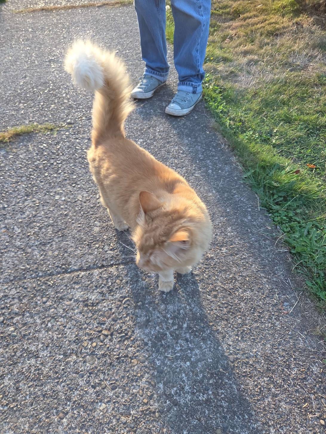 Tangerine, a cat found on Chonk Finder