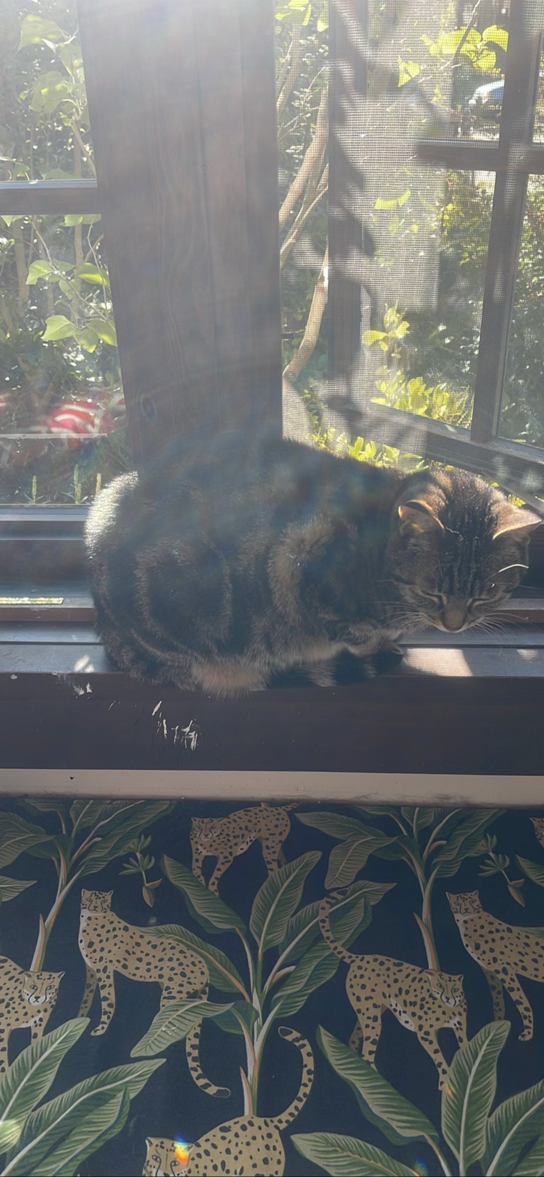 Goldey, a cat found on Chonk Finder