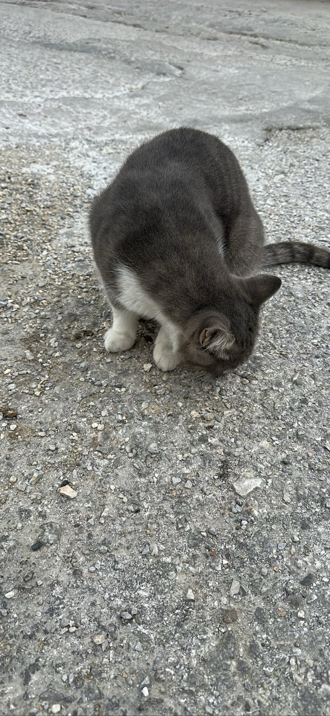 Cobble, a cat found on Chonk Finder