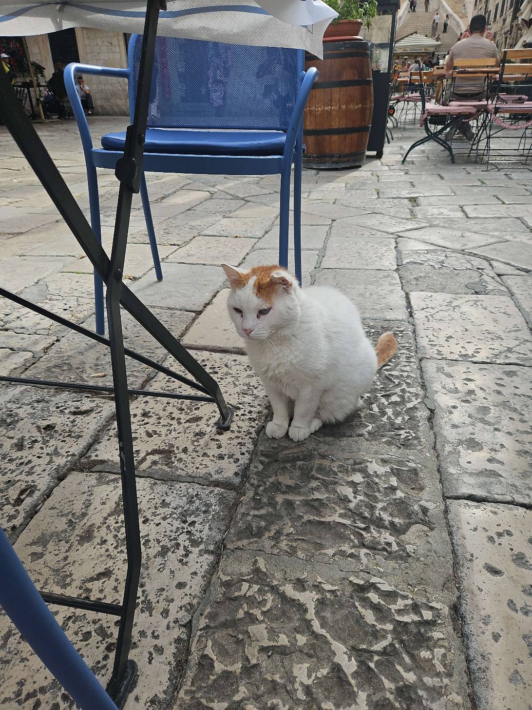 Brienne of Tarth, a cat found on Chonk Finder