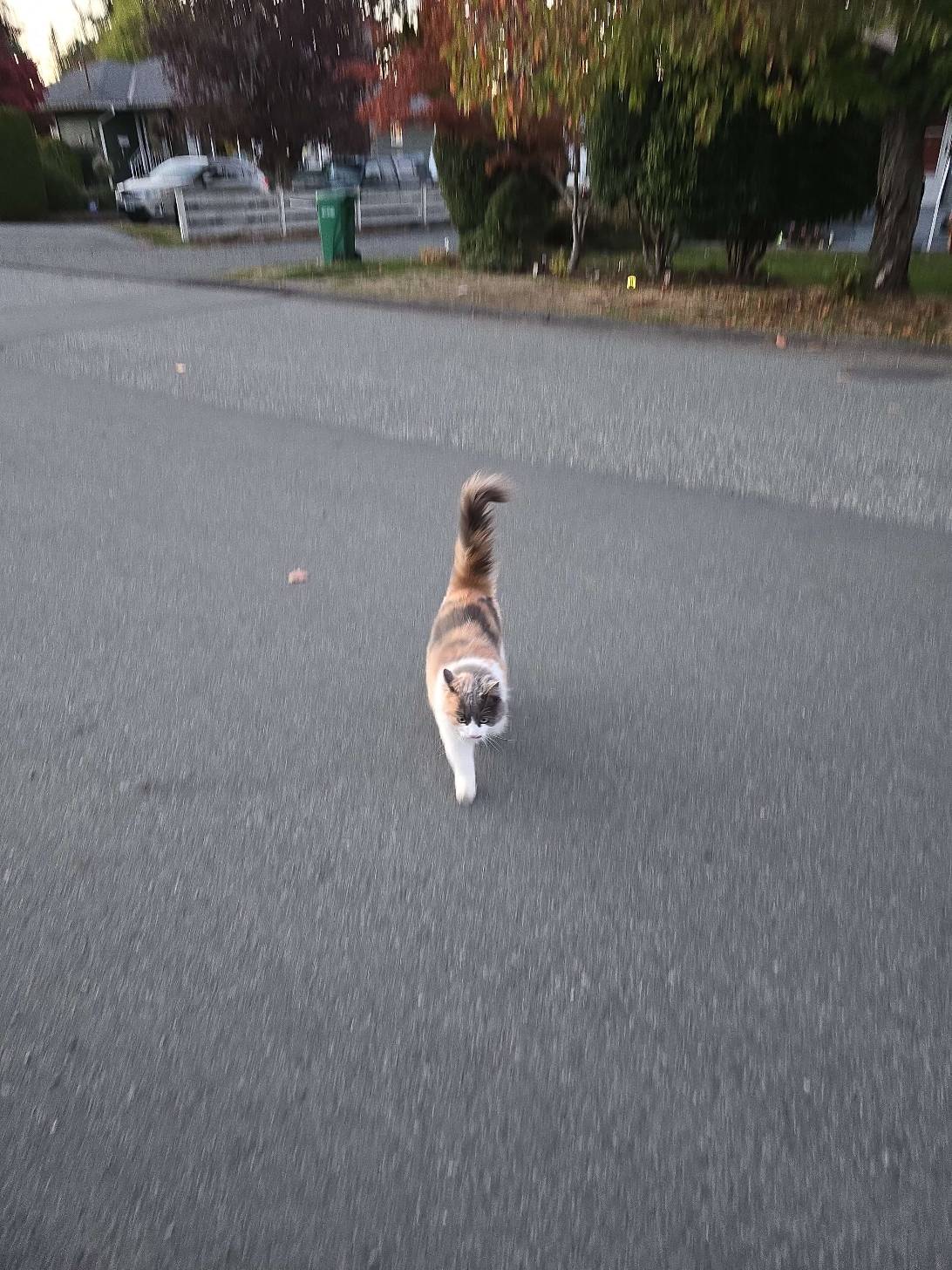 Pamela, a cat found on Chonk Finder