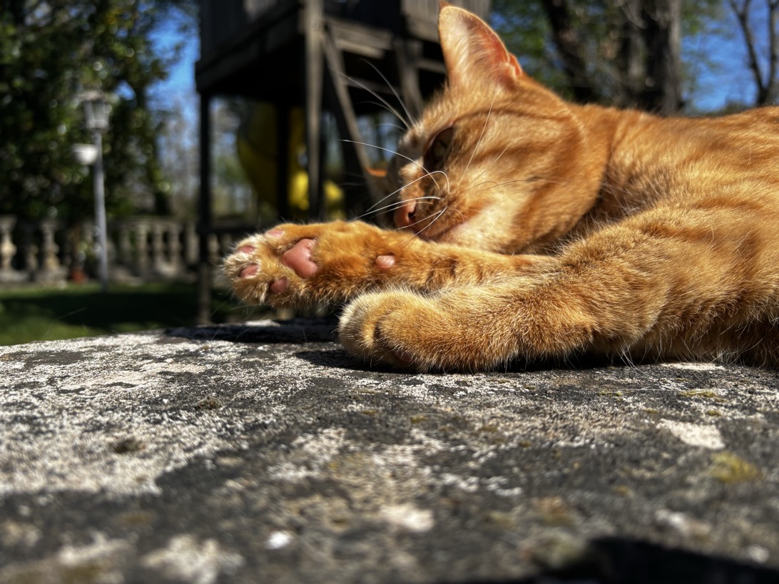 MrPink, a cat found on Chonk Finder