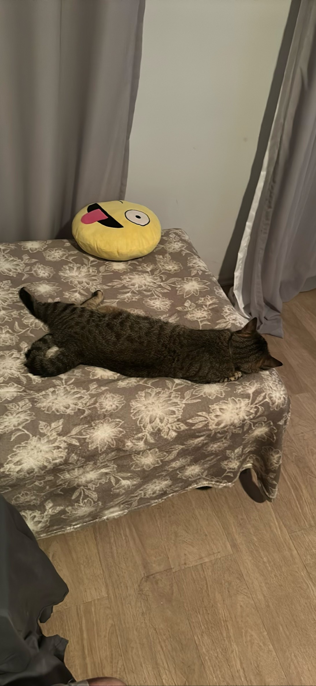Milo, a cat found on Chonk Finder