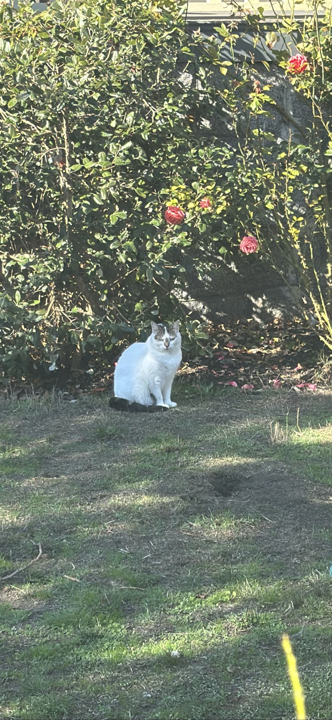 Rosie, a cat found on Chonk Finder