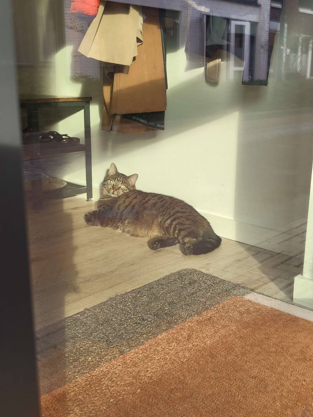 Brutus, a cat met on Chonk Finder