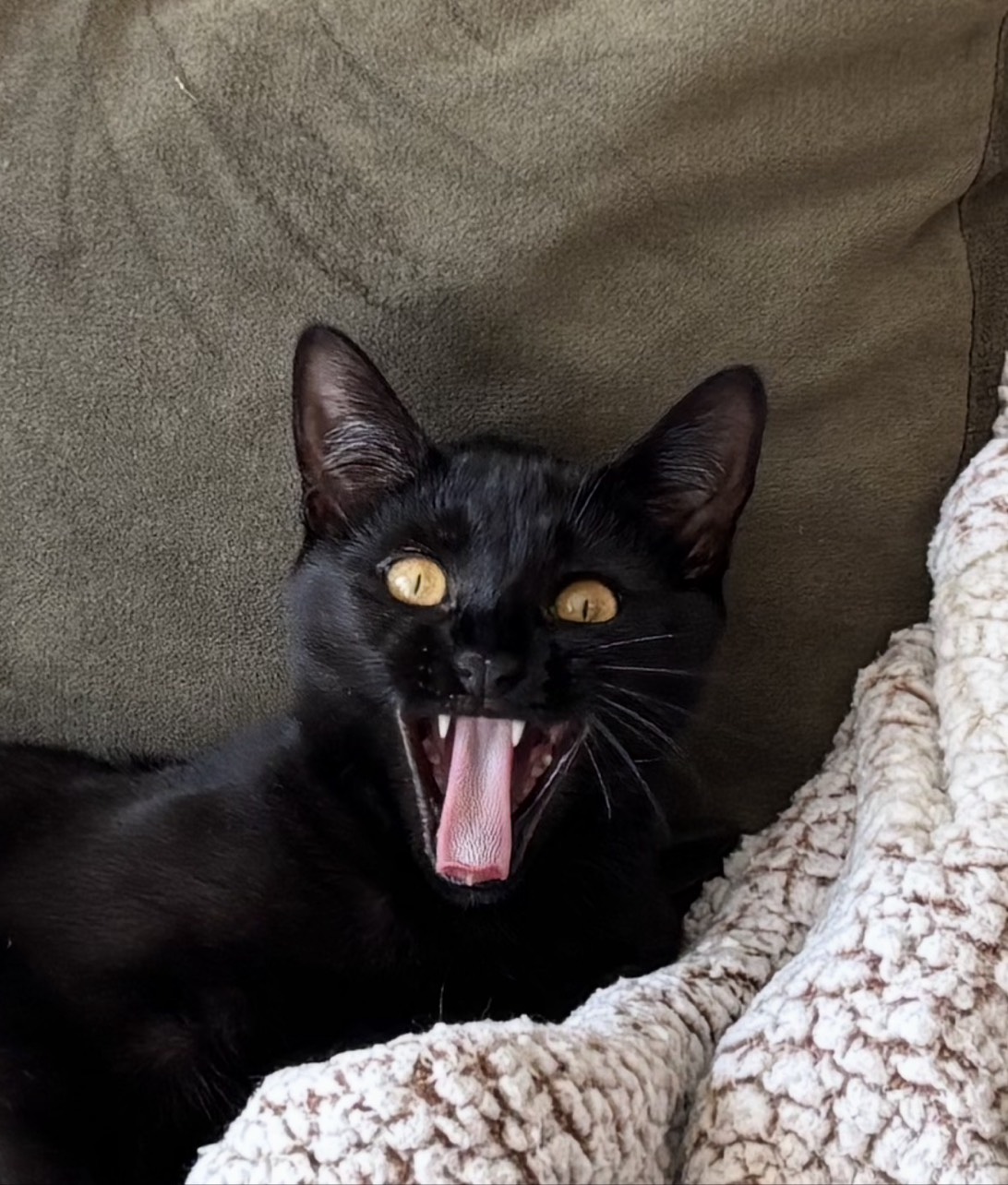 Jett, a cat found on Chonk Finder