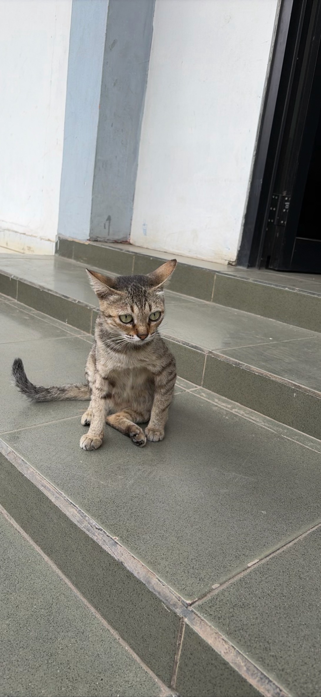 Comel, a cat found on Chonk Finder