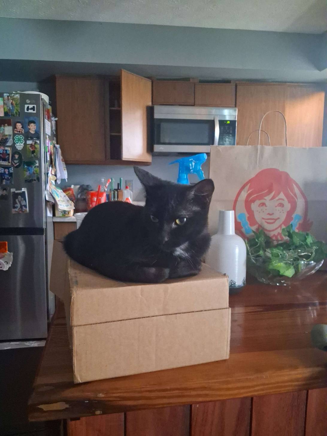 Midnight, a cat found on Chonk Finder