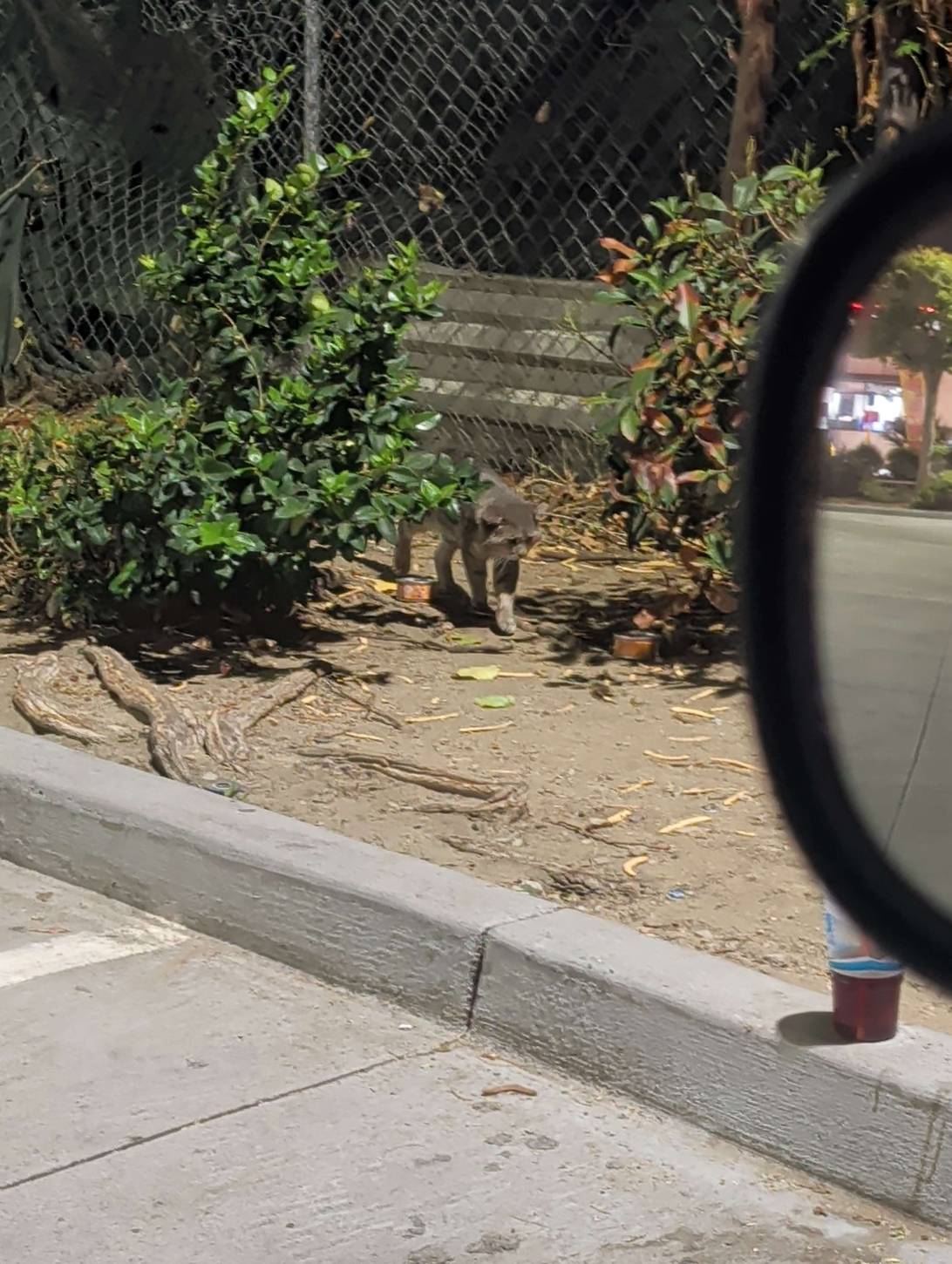 Gravel, a cat found on Chonk Finder