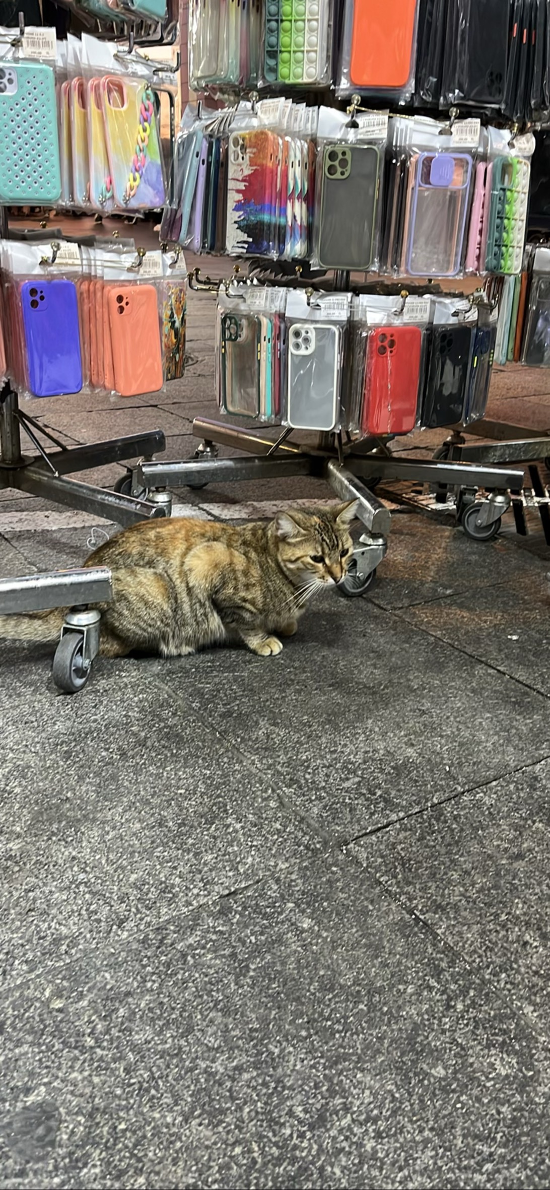 Liman, a cat found on Chonk Finder