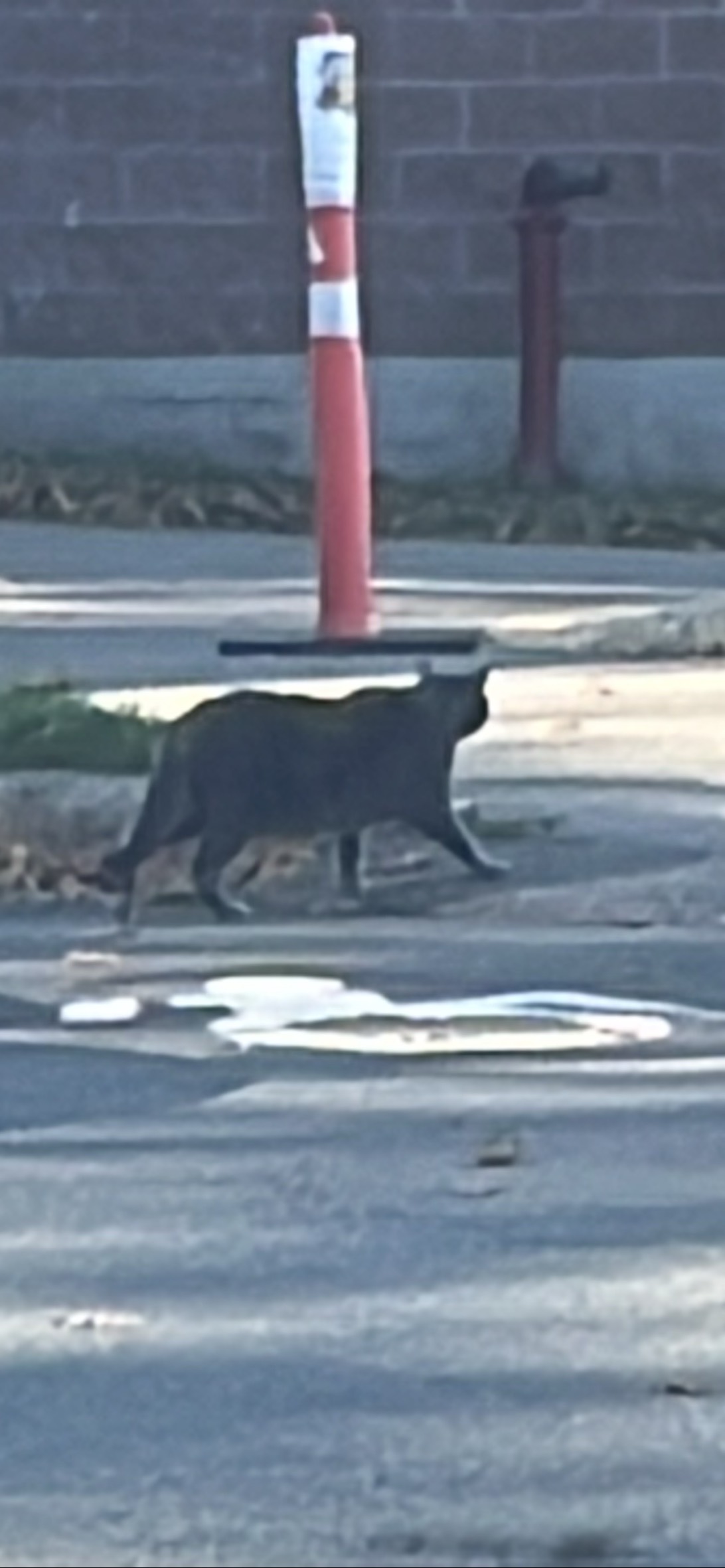 chonk, a cat found on Chonk Finder