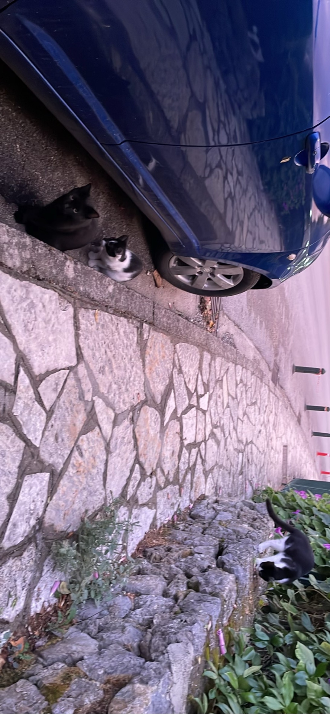 Trifecta, a cat found on Chonk Finder