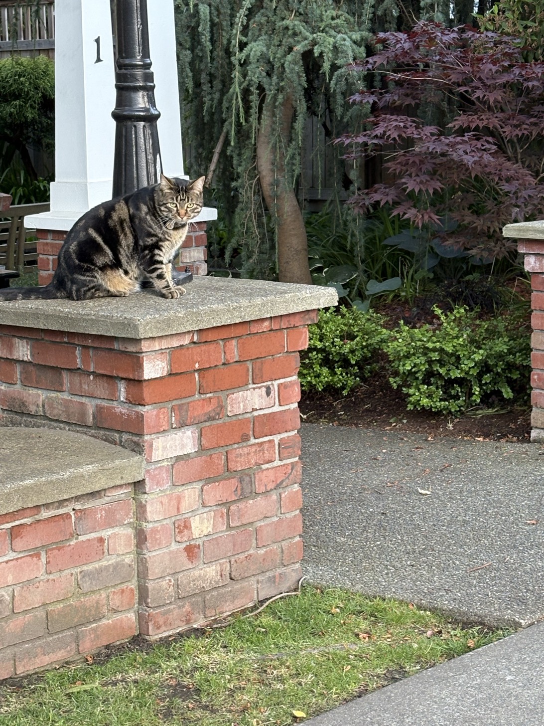 Canoe, a cat found on Chonk Finder