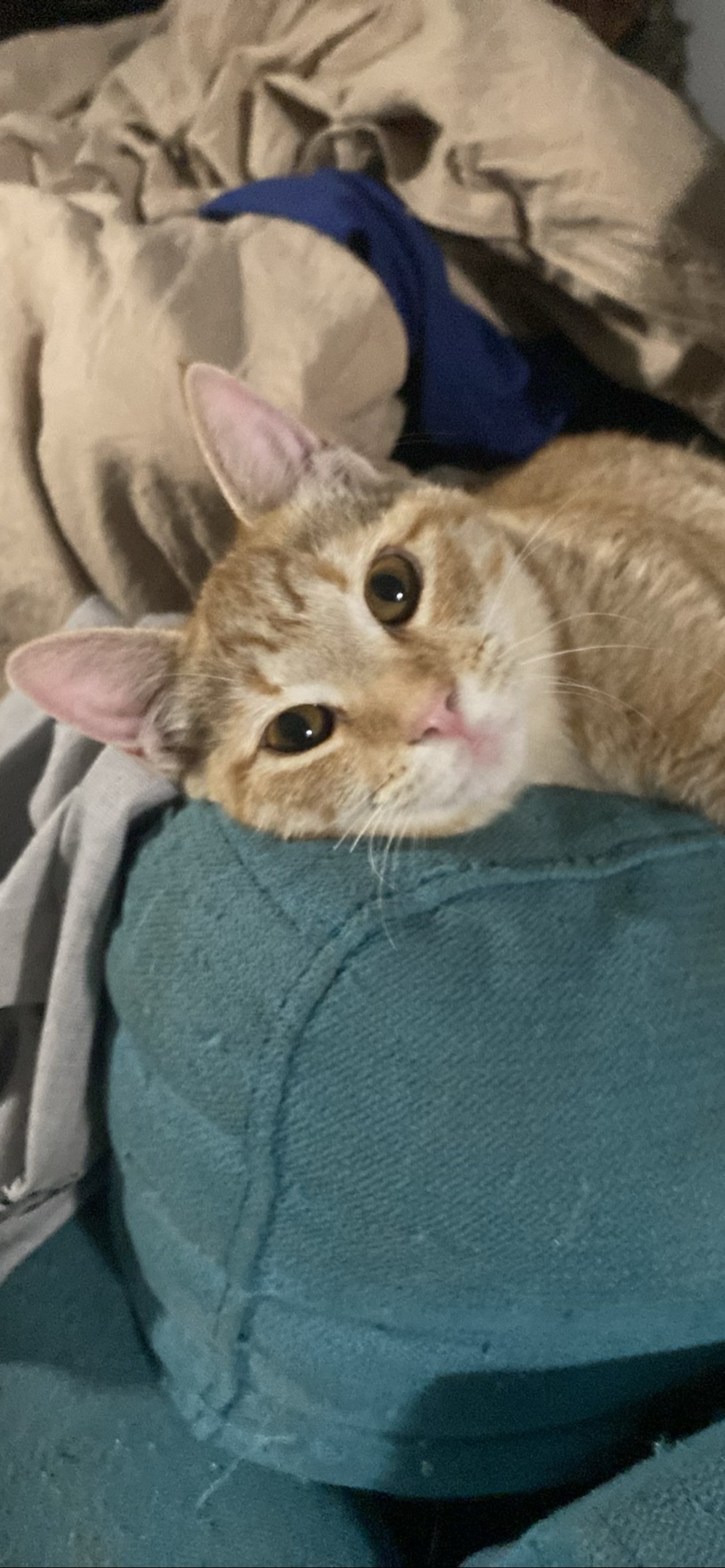 Chubs, a cat found on Chonk Finder
