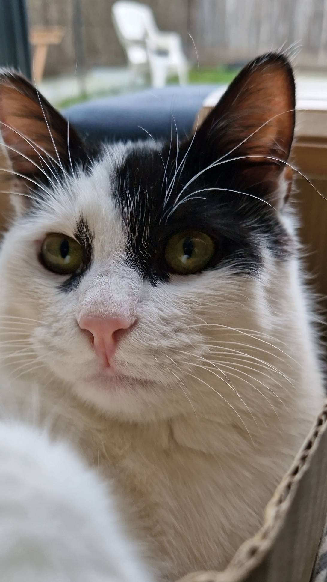 Mozart, a cat found on Chonk Finder