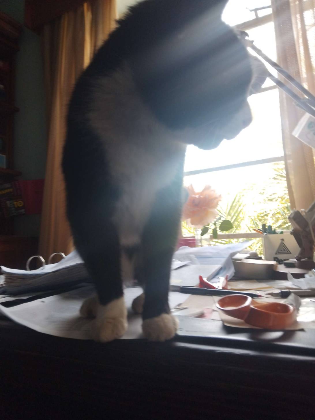 Frankie, a cat found on Chonk Finder