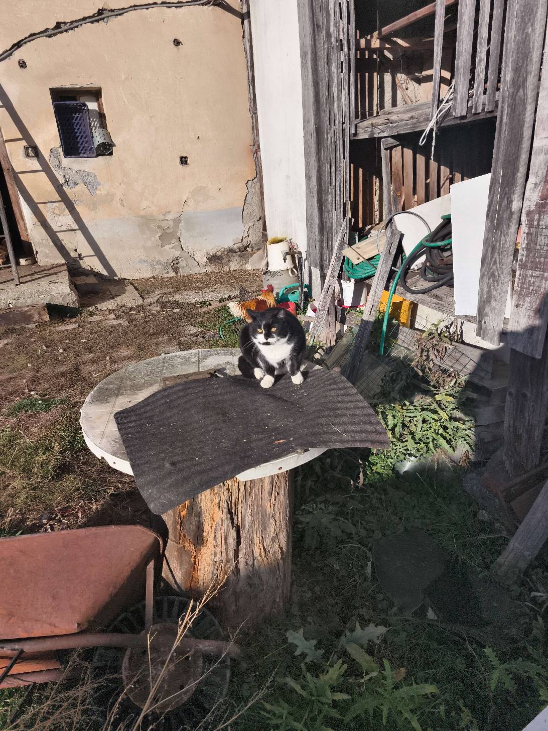 Barnaby, a cat found on Chonk Finder