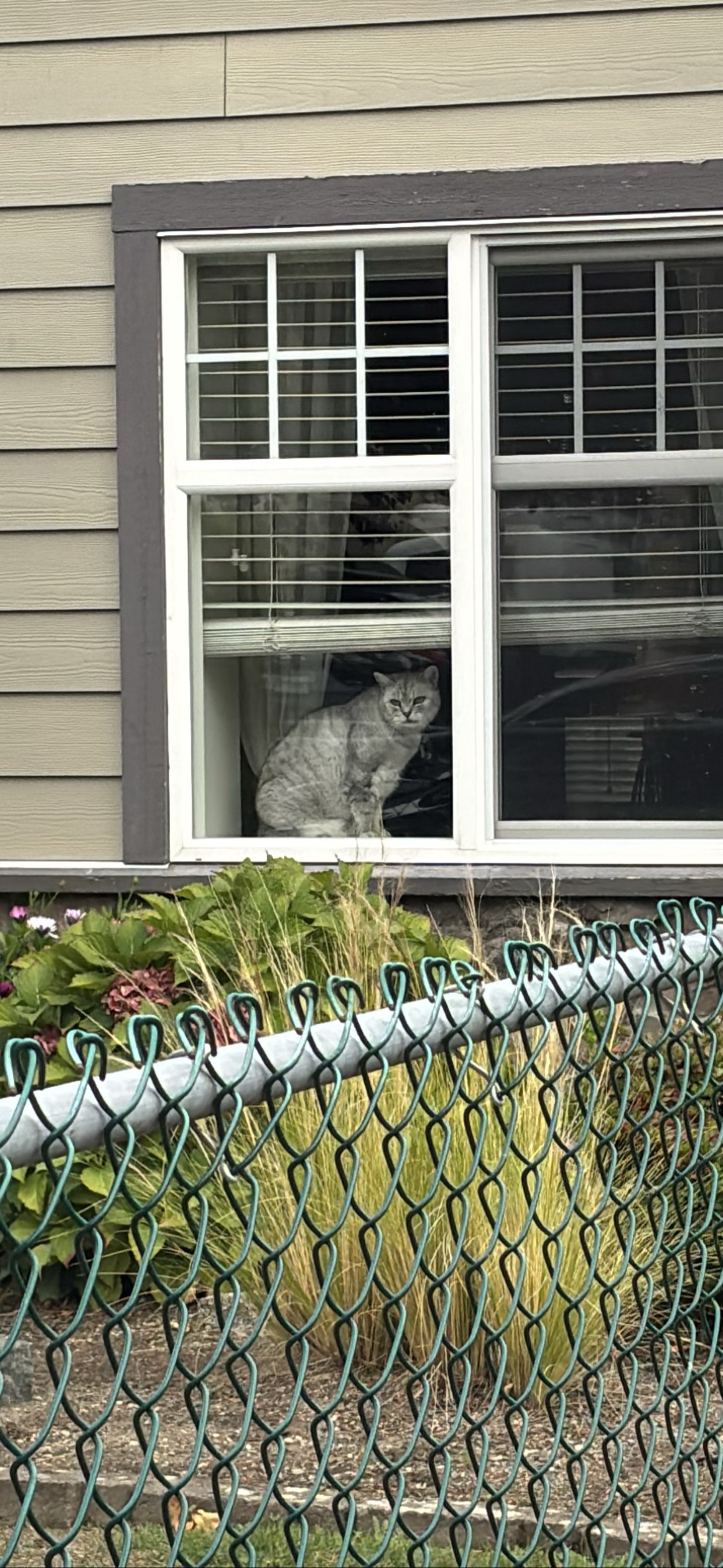 Scugog, a cat found on Chonk Finder